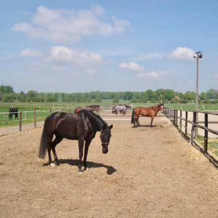 Paddocks Reitanlage Bennie Kleijn