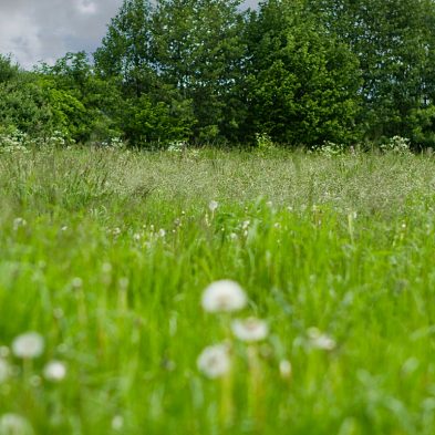 Weiden und Wiesen Reitanlage Bennie Kleijn