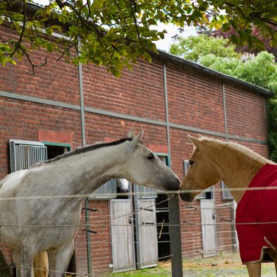 Paddocks Reitanlage Bennie Kleijn