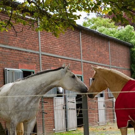 Paddocks Reitanlage Bennie Kleijn