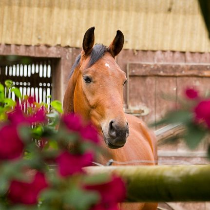 Paddocks Reitanlage Bennie Kleijn