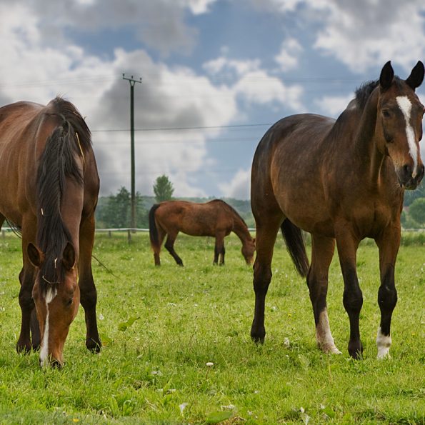 Wiesen und Weiden der Reitanlage Bennie Kleijn