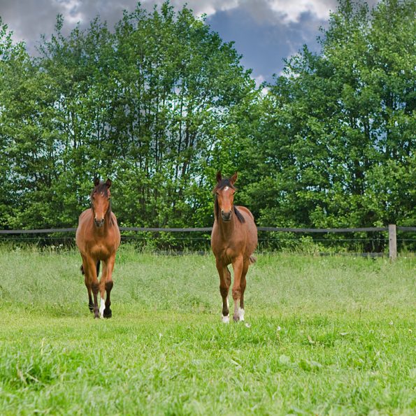 Wiesen und Weiden der Reitanlage Bennie Kleijn