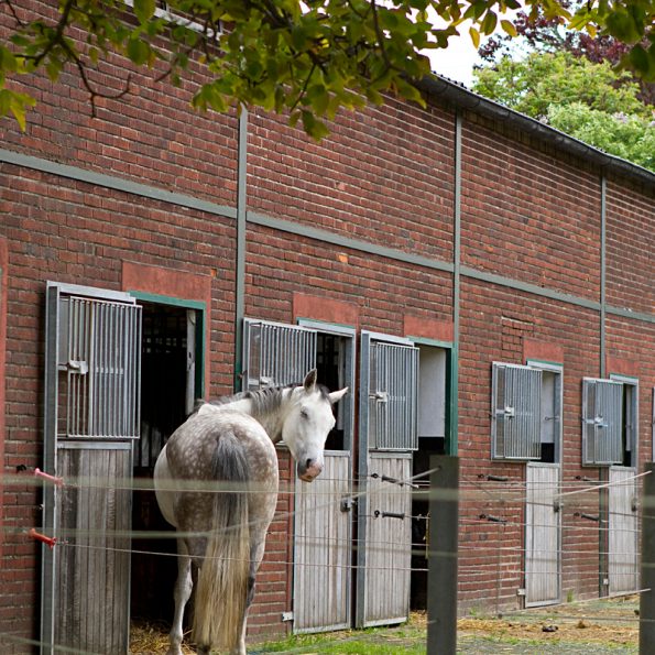 Ställe der Reitanlage Bennie Kleijn