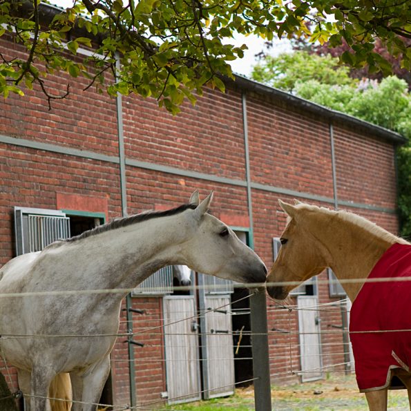 Ställe der Reitanlage Bennie Kleijn