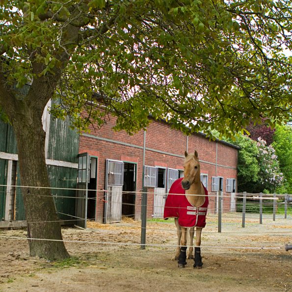 Ställe der Reitanlage Bennie Kleijn