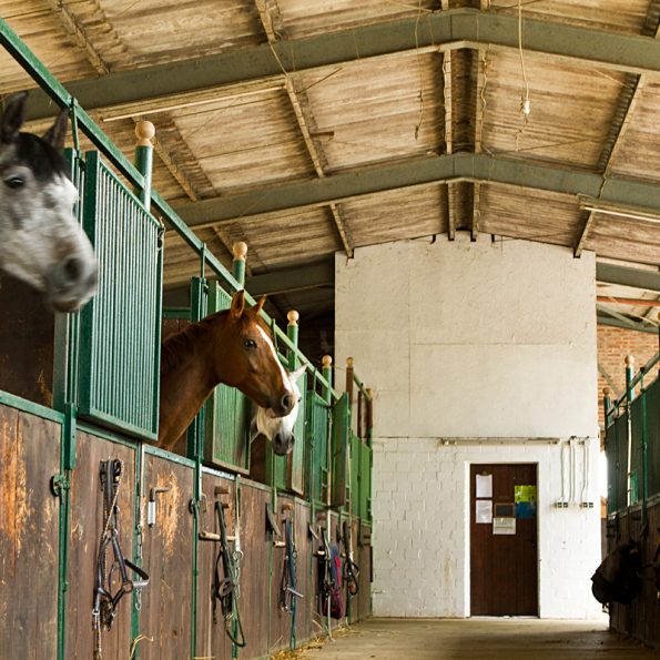 Ställe der Reitanlage Bennie Kleijn